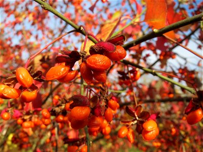 Gewöhnlicher Spindelstrauch oder Pfaffenhütchen (Euonymus europaeus) in Hockenheim
