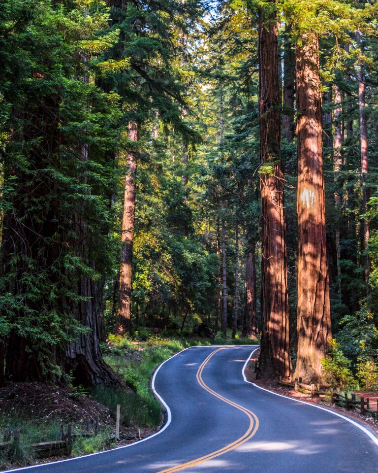 Trees landscape outdoors