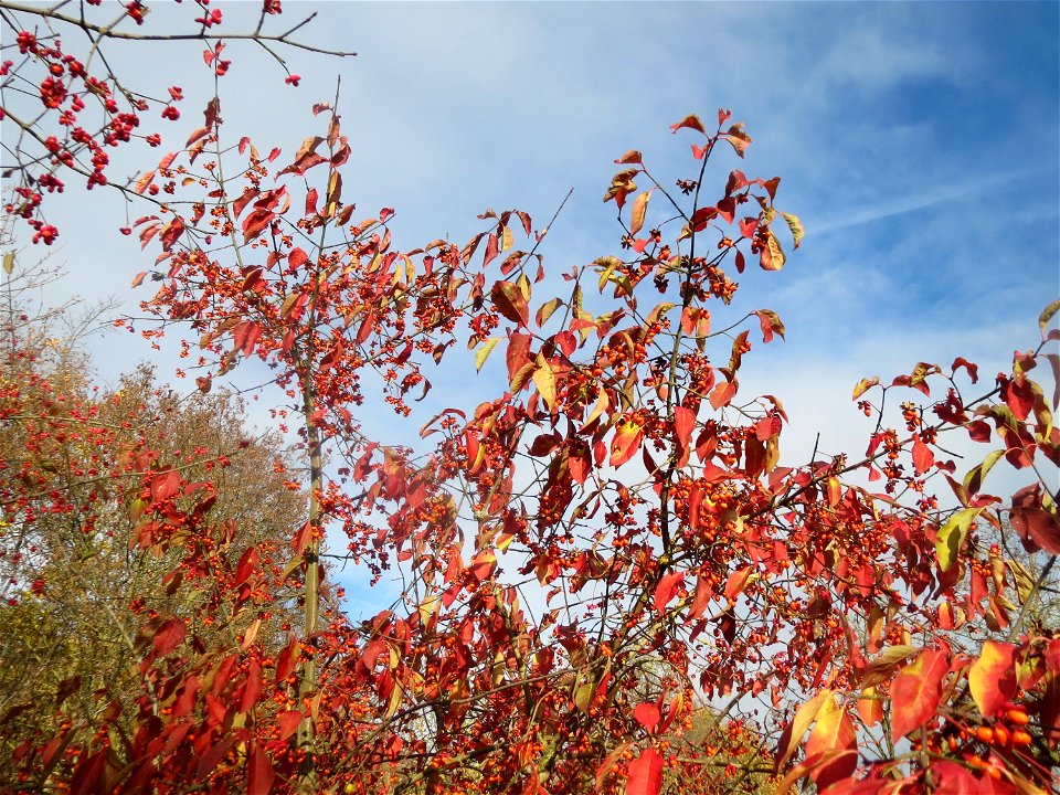 Gewöhnlicher Spindelstrauch oder Pfaffenhütchen (Euonymus europaeus) in Hockenheim