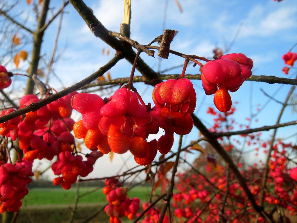 Gewöhnlicher Spindelstrauch oder Pfaffenhütchen (Euonymus europaeus) in Hockenheim