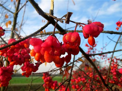 Gewöhnlicher Spindelstrauch oder Pfaffenhütchen (Euonymus europaeus) in Hockenheim