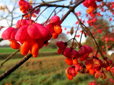 Gewöhnlicher Spindelstrauch oder Pfaffenhütchen (Euonymus europaeus) in Hockenheim