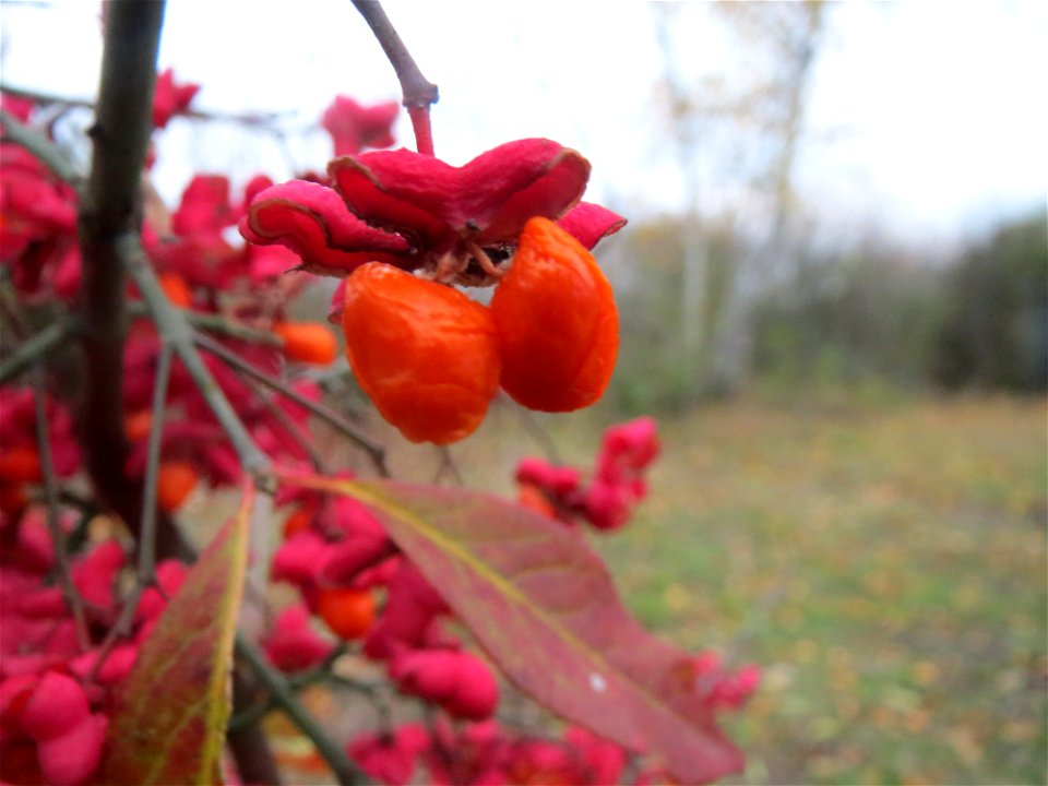 Gewöhnlicher Spindelstrauch oder Pfaffenhütchen (Euonymus europaeus) in Hockenheim