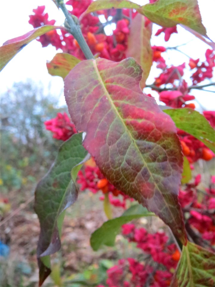 Gewöhnlicher Spindelstrauch oder Pfaffenhütchen (Euonymus europaeus) in Hockenheim