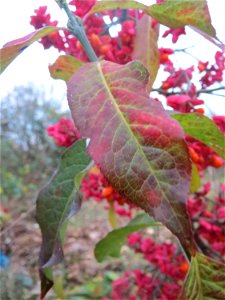 Gewöhnlicher Spindelstrauch oder Pfaffenhütchen (Euonymus europaeus) in Hockenheim