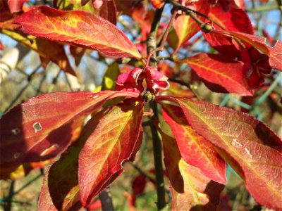 Gewöhnlicher Spindelstrauch oder Pfaffenhütchen (Euonymus europaeus) bei Neulußheim (Gemarkung Altlußheim)