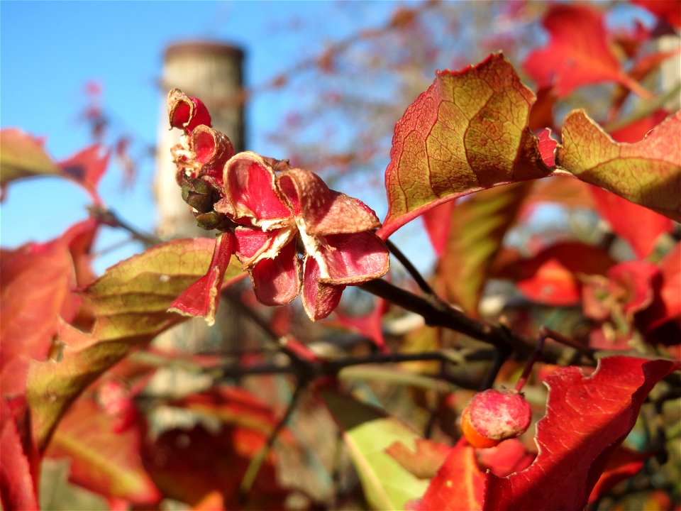 Gewöhnlicher Spindelstrauch oder Pfaffenhütchen (Euonymus europaeus) bei Neulußheim (Gemarkung Altlußheim)