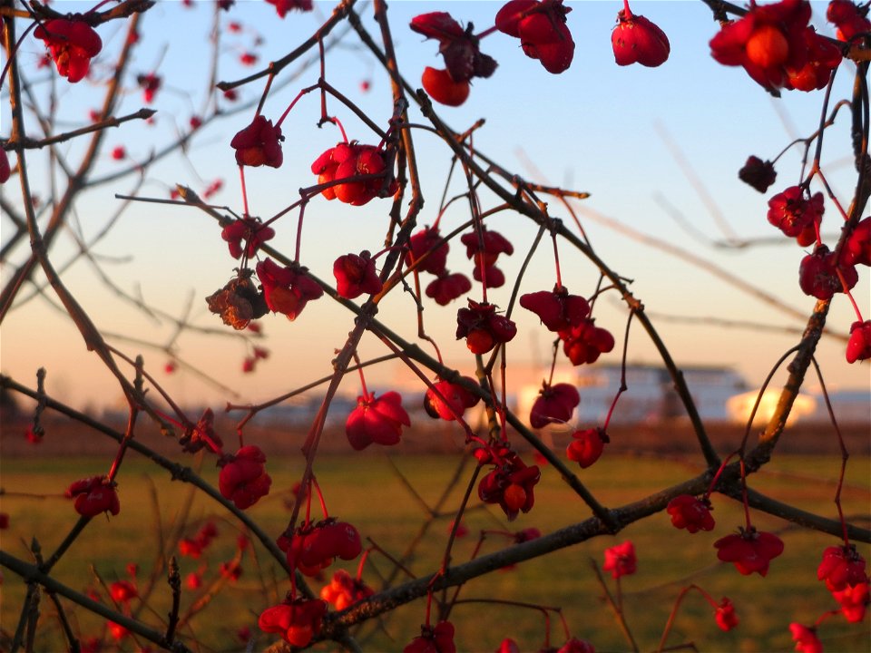 Gewöhnlicher Spindelstrauch oder Pfaffenhütchen (Euonymus europaeus) in Hockenheim-Talhaus