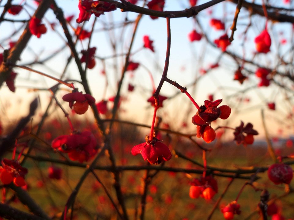 Gewöhnlicher Spindelstrauch oder Pfaffenhütchen (Euonymus europaeus) in Hockenheim-Talhaus