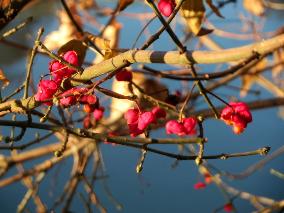 Gewöhnlicher Spindelstrauch oder Pfaffenhütchen (Euonymus europaeus) am Staden in Saarbrücken