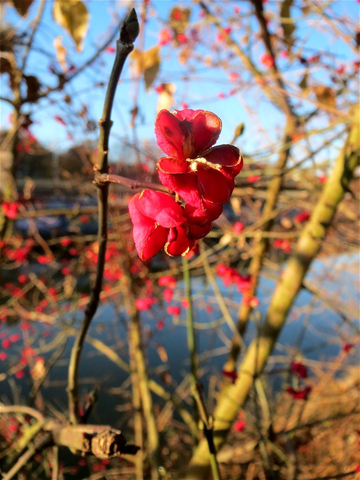 Gewöhnlicher Spindelstrauch oder Pfaffenhütchen (Euonymus europaeus) am Staden in Saarbrücken