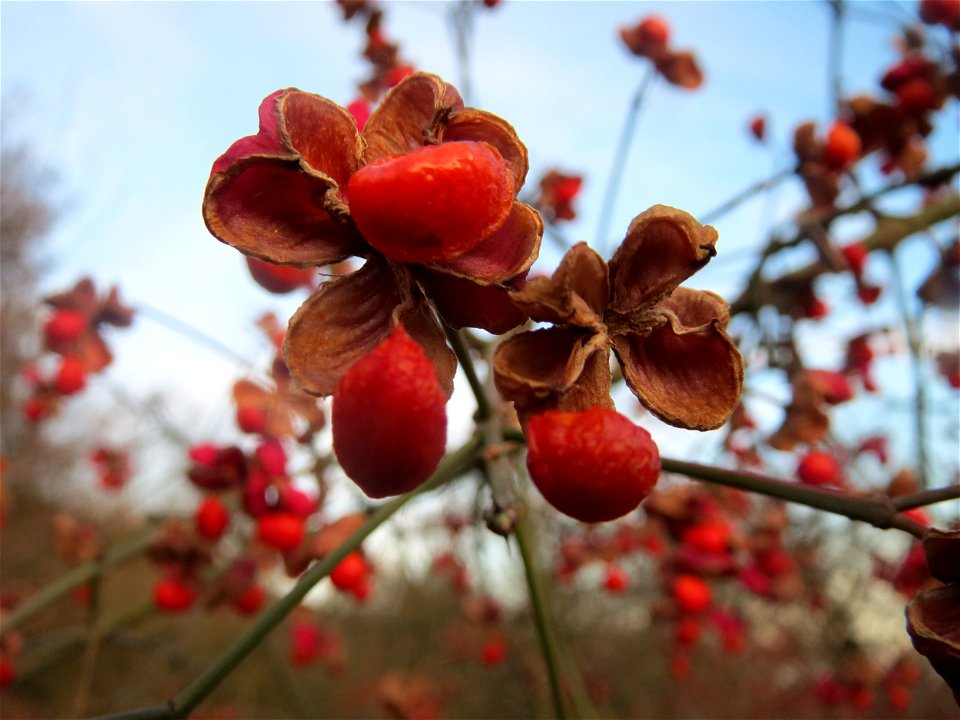 Gewöhnlicher Spindelstrauch oder Pfaffenhütchen (Euonymus europaeus) in Hockenheim