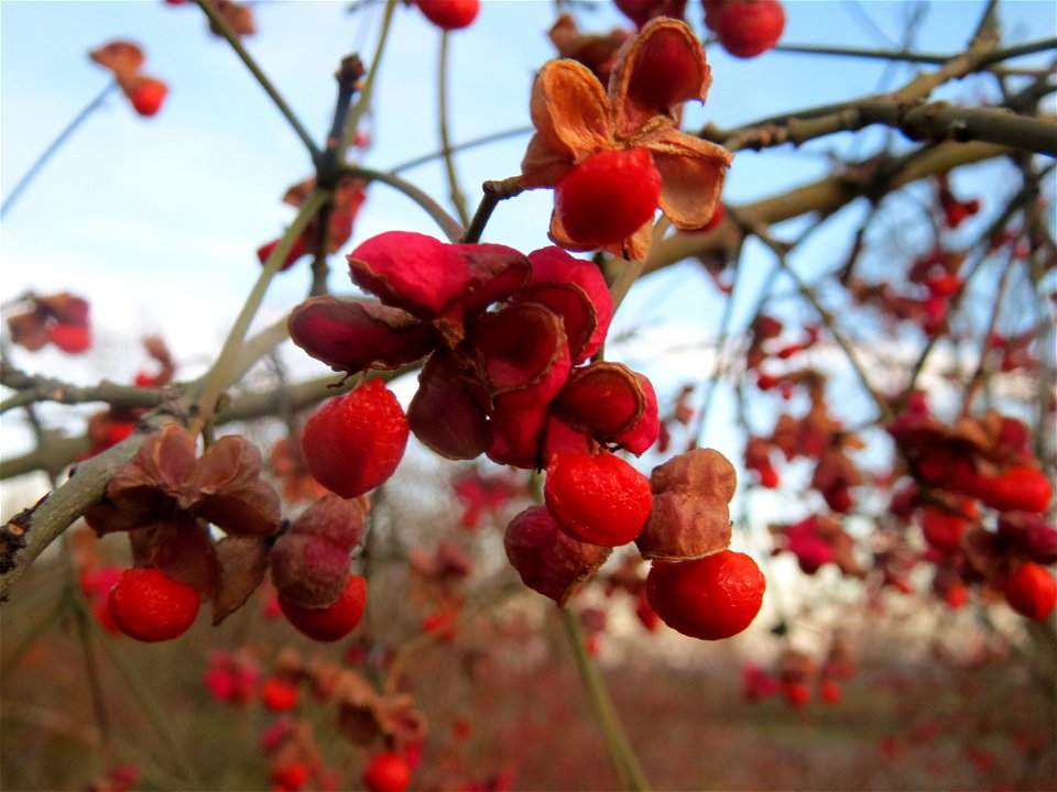 Gewöhnlicher Spindelstrauch oder Pfaffenhütchen (Euonymus europaeus) in Hockenheim