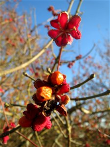 Gewöhnlicher Spindelstrauch oder Pfaffenhütchen (Euonymus europaeus) in Hockenheim