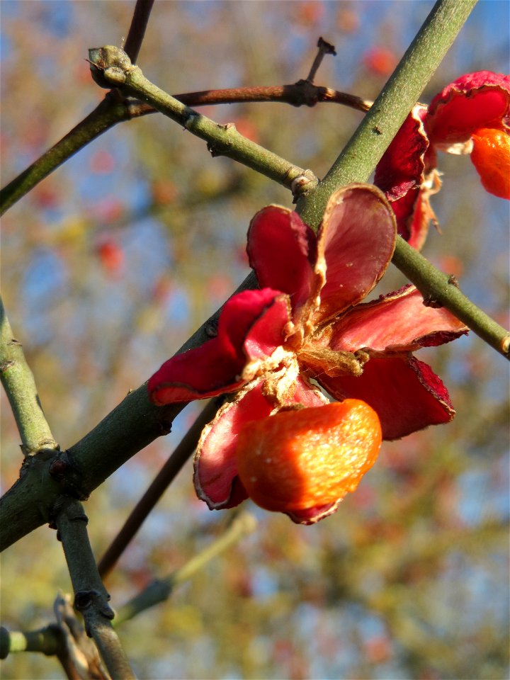 Gewöhnlicher Spindelstrauch oder Pfaffenhütchen (Euonymus europaeus) in Hockenheim
