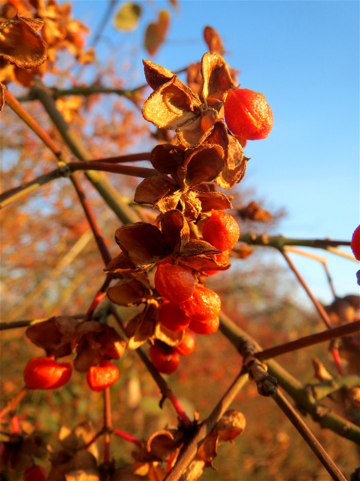 Gewöhnlicher Spindelstrauch oder Pfaffenhütchen (Euonymus europaeus) in Hockenheim