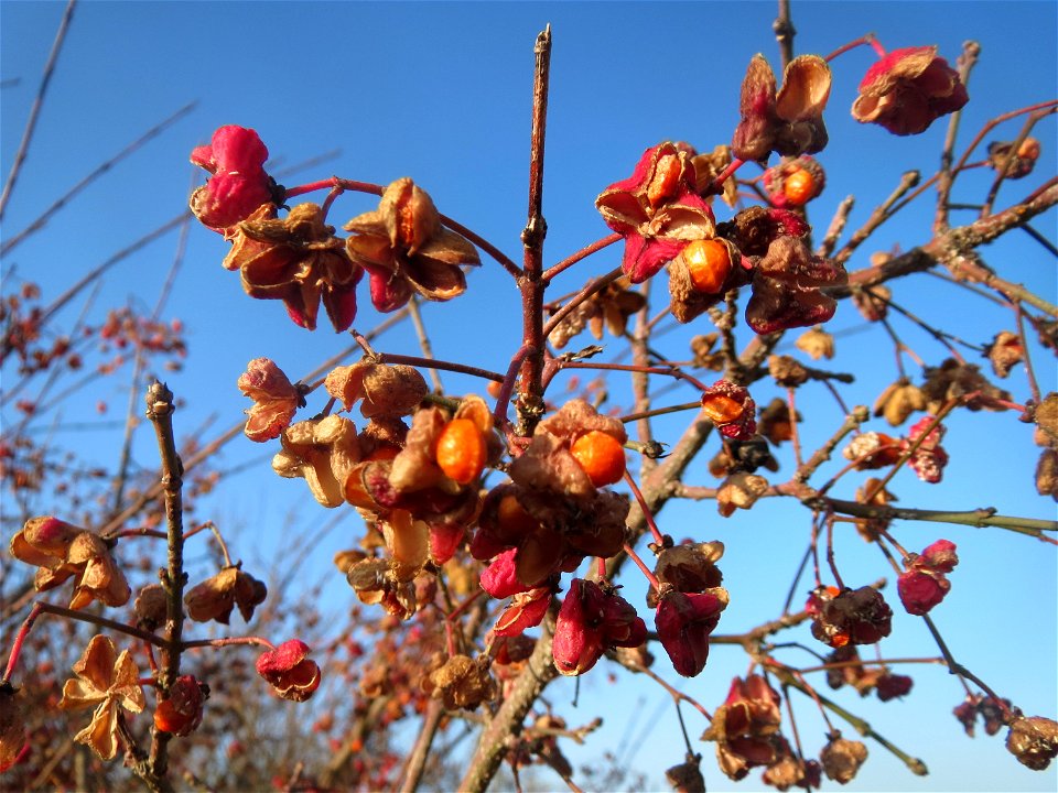 Typische Feldrandvegetation im Dezember: Gewöhnlicher Spindelstrauch oder Pfaffenhütchen (Euonymus europaeus) bei Hockenheim