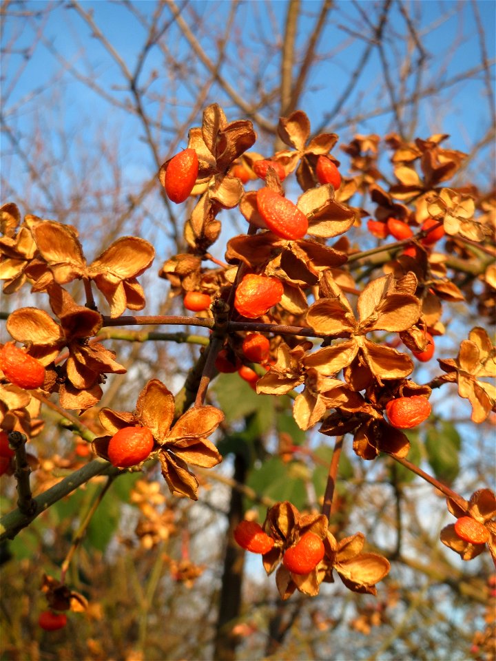 Gewöhnlicher Spindelstrauch oder Pfaffenhütchen (Euonymus europaeus) in Hockenheim