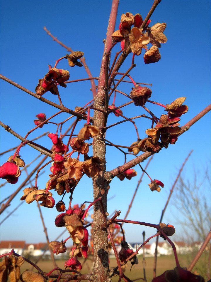 Typische Feldrandvegetation im Dezember: Gewöhnlicher Spindelstrauch oder Pfaffenhütchen (Euonymus europaeus) bei Hockenheim