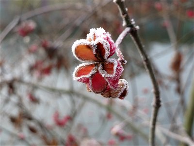 Gewöhnlicher Spindelstrauch oder Pfaffenhütchen (Euonymus europaeus) am Staden in Saarbrücken