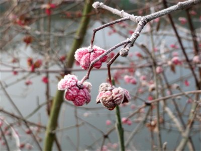 Gewöhnlicher Spindelstrauch oder Pfaffenhütchen (Euonymus europaeus) am Staden in Saarbrücken