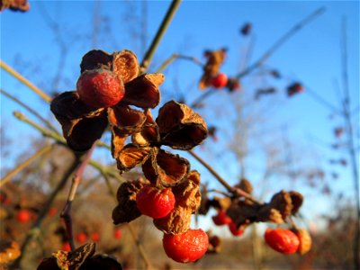 Gewöhnlicher Spindelstrauch oder Pfaffenhütchen (Euonymus europaeus) an der A61 bei Hockenheim