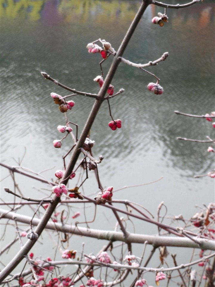 Gewöhnlicher Spindelstrauch oder Pfaffenhütchen (Euonymus europaeus) am Staden in Saarbrücken
