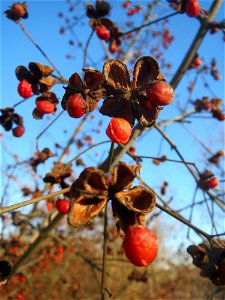 Gewöhnlicher Spindelstrauch oder Pfaffenhütchen (Euonymus europaeus) an der A61 bei Hockenheim