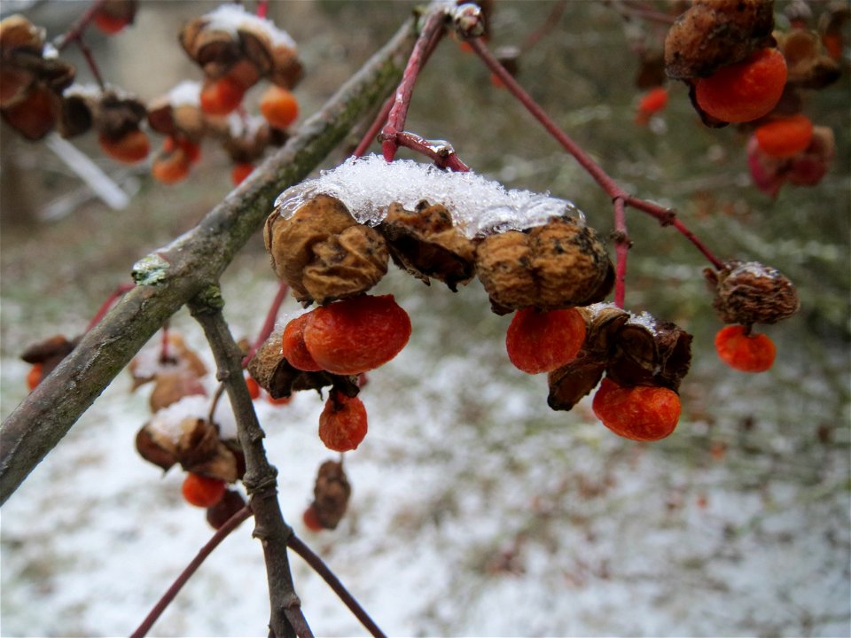 Gewöhnlicher Spindelstrauch oder Pfaffenhütchen (Euonymus europaeus) an der A61 bei Hockenheim