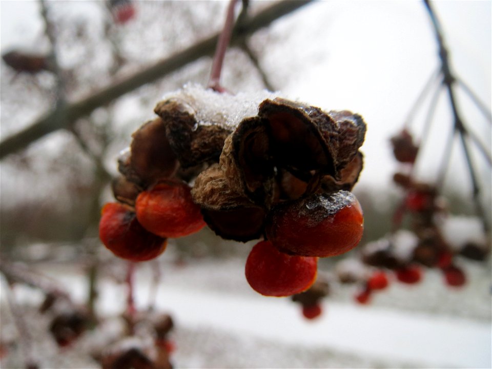 Gewöhnlicher Spindelstrauch oder Pfaffenhütchen (Euonymus europaeus) an der A61 bei Hockenheim