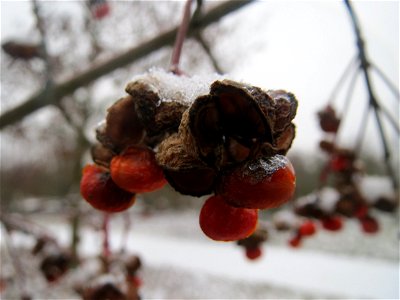 Gewöhnlicher Spindelstrauch oder Pfaffenhütchen (Euonymus europaeus) an der A61 bei Hockenheim