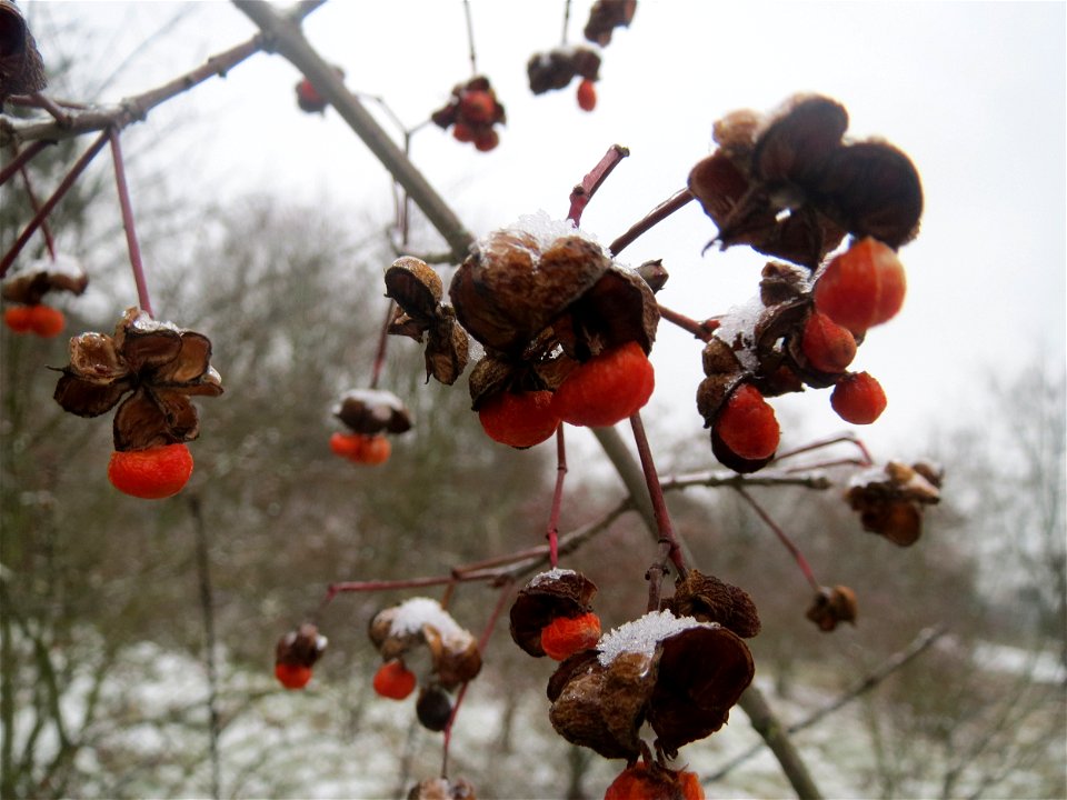 Gewöhnlicher Spindelstrauch oder Pfaffenhütchen (Euonymus europaeus) an der A61 bei Hockenheim