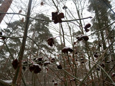 Gewöhnlicher Spindelstrauch oder Pfaffenhütchen (Euonymus europaeus) im Schwetzinger Hardt