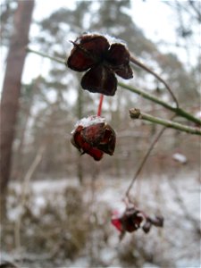 Gewöhnlicher Spindelstrauch oder Pfaffenhütchen (Euonymus europaeus) im Schwetzinger Hardt