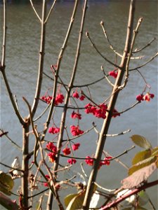 Gewöhnlicher Spindelstrauch oder Pfaffenhütchen (Euonymus europaeus) an der Saar in Saarbrücken