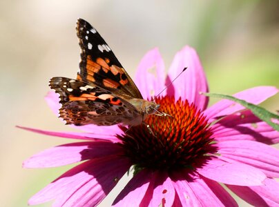 Flower outdoors summer
