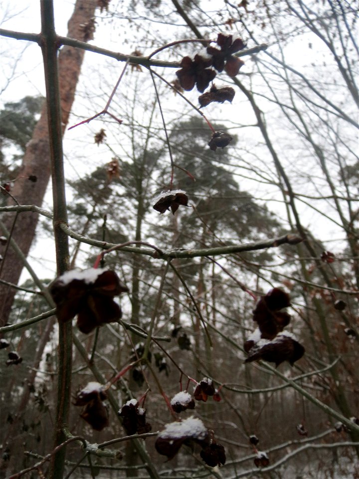 Gewöhnlicher Spindelstrauch oder Pfaffenhütchen (Euonymus europaeus) im Schwetzinger Hardt