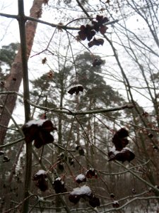 Gewöhnlicher Spindelstrauch oder Pfaffenhütchen (Euonymus europaeus) im Schwetzinger Hardt