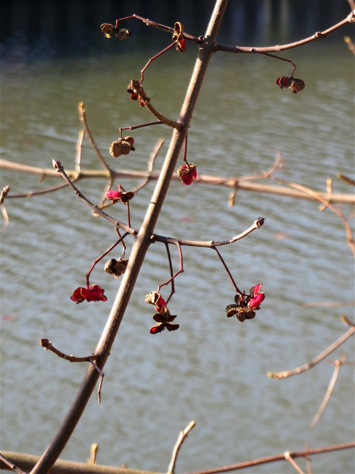 Gewöhnlicher Spindelstrauch oder Pfaffenhütchen (Euonymus europaeus) an der Saar in Saarbrücken