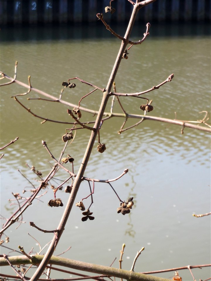 Gewöhnlicher Spindelstrauch oder Pfaffenhütchen (Euonymus europaeus) an der Saar in Saarbrücken