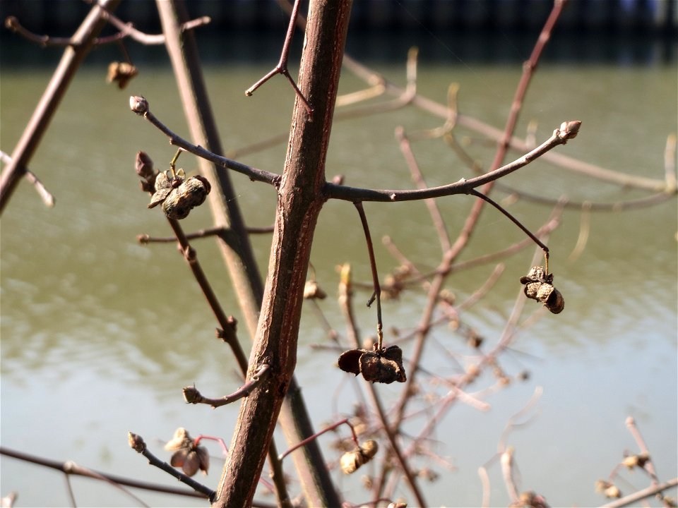 Gewöhnlicher Spindelstrauch oder Pfaffenhütchen (Euonymus europaeus) an der Saar in Saarbrücken