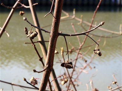 Gewöhnlicher Spindelstrauch oder Pfaffenhütchen (Euonymus europaeus) an der Saar in Saarbrücken