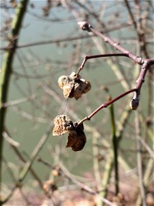 Gewöhnlicher Spindelstrauch oder Pfaffenhütchen (Euonymus europaeus) an der Saar in Saarbrücken