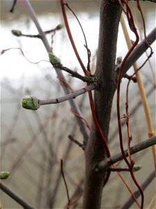 Aufspringende Knospen vom Gewöhnlichen Spindelstrauch oder Pfaffenhütchen (Euonymus europaeus) an der Saar in Saarbrücken