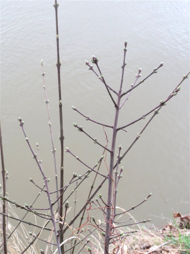 Aufspringende Knospen am Gewöhnlichen Spindelstrauch oder Pfaffenhütchen (Euonymus europaeus) an der Saar in Saarbrücken