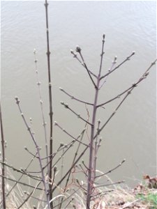 Aufspringende Knospen am Gewöhnlichen Spindelstrauch oder Pfaffenhütchen (Euonymus europaeus) an der Saar in Saarbrücken