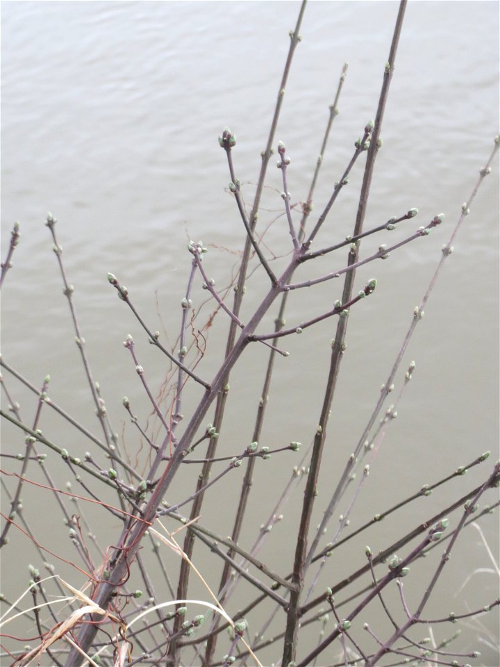 Aufspringende Knospen am Gewöhnlichen Spindelstrauch oder Pfaffenhütchen (Euonymus europaeus) an der Saar in Saarbrücken