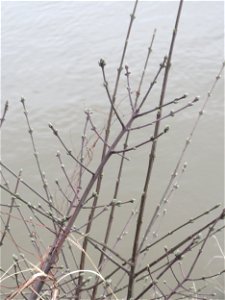 Aufspringende Knospen am Gewöhnlichen Spindelstrauch oder Pfaffenhütchen (Euonymus europaeus) an der Saar in Saarbrücken