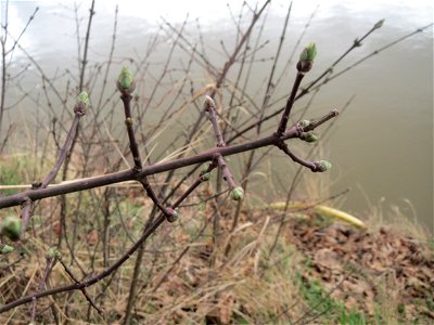Aufspringende Knospen am Gewöhnlichen Spindelstrauch oder Pfaffenhütchen (Euonymus europaeus) an der Saar in Saarbrücken