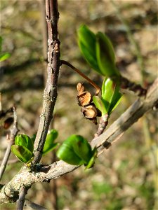 Knospen und Früchte vom Gewöhnlichen Spindelstrauch oder Pfaffenhütchen (Euonymus europaeus) in Hockenheim